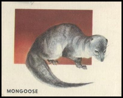 165 Mongoose